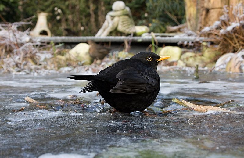 Turdus merula Merel Blackbird